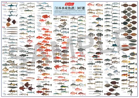 日本魚種類